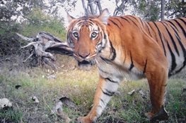 Tiger Breakthrough: Camera Trap Time Stamps Provide Valuable Data for Conservationists